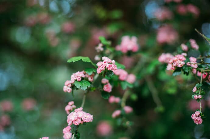 mariage_champetre_boheme_aurore_et_vivien_region_aquitaine_photographe_mariage_studiohuit_blog_01-4107477
