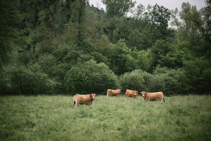 mariage_amelie_nicolas_puy_de_dome_auvergne_rhone_alpes_foret_chateau_decoration_table_lieu_de_reception_traiteur_photographe_blog_mariage_01-8430942