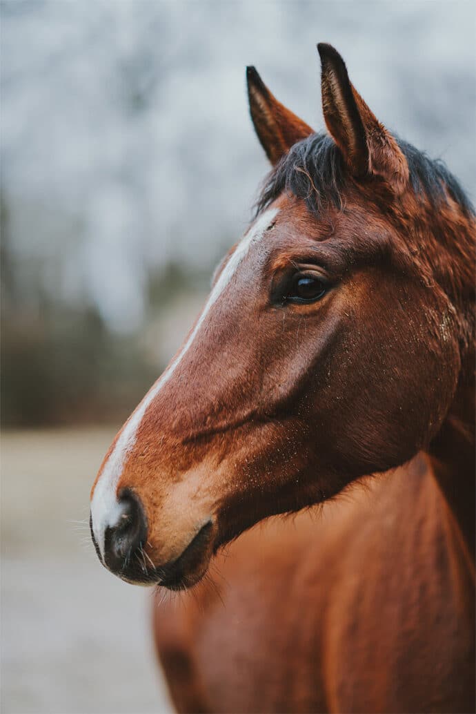 shooting_dinspiration_mariage_theme_hivernal_en_alsace_robe_de_mariee_photographe_traiteur_patissier_chocolatier_decoration_blog_mariage_03-7377552